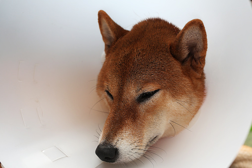 sick-dog-sad-shiba-inu-dog-wearing-protective-with-cone-collar-on-her-picture-id1026069952