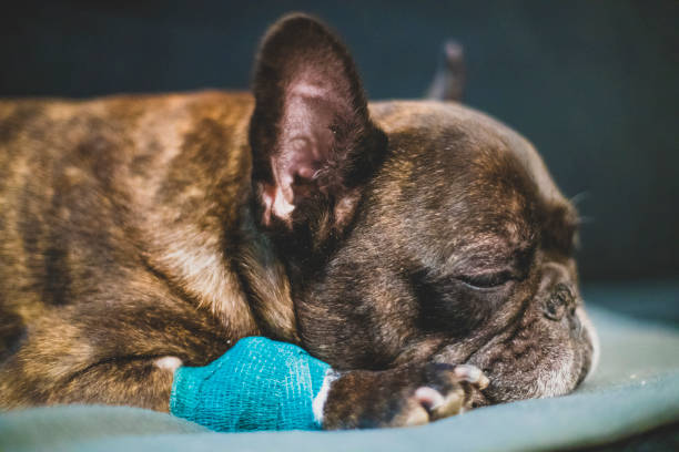 sick french bulldog sleeping on the sofa sick french bulldog sleeping on the sofa animal limb stock pictures, royalty-free photos & images