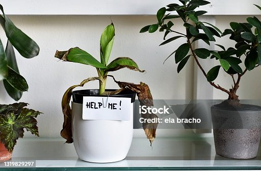 istock sick house plant, damaged leaves , home plant leaves dry 1319829297