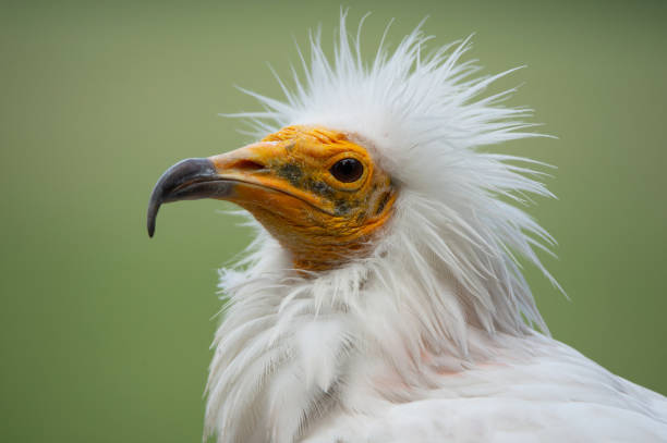 side face portrait of an Egyptian vulture with funny hairdress on a soft green background side face portrait of an Egyptian vulture with funny hairdress on a soft green background lateral surface photos stock pictures, royalty-free photos & images