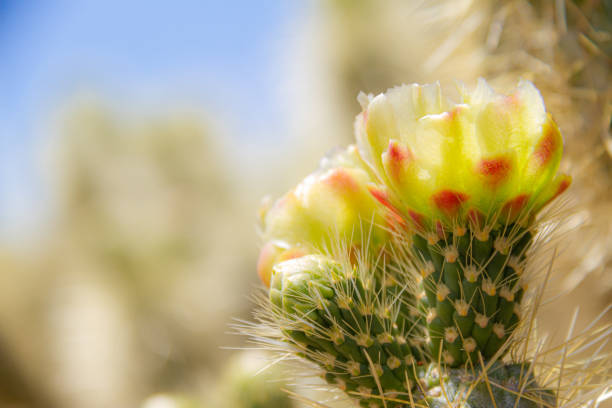 Side lite view of the flower of the cholla cactus (Cylindropuntia bigelovii) in the Sonoran Desert stock photo