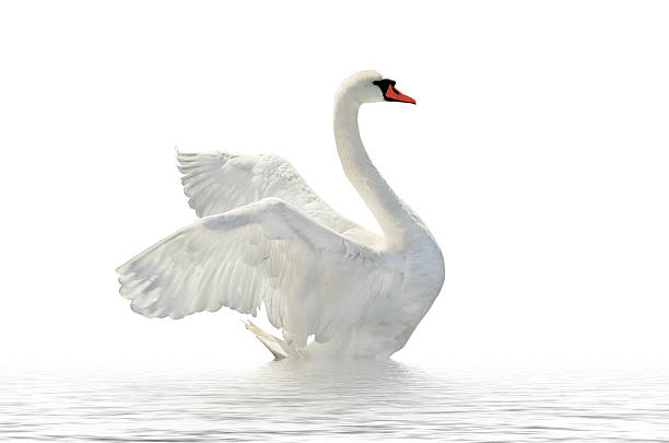 Side profile of a white swan on white waters and background Swan on the white surface. swan stock pictures, royalty-free photos & images
