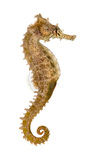 Side view of a Common Seahorse, Hippocampus kuda stock photo