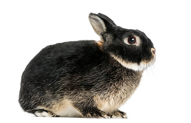 side view of a dwarf rabbit, 1 year old, isolated - dwarf rabbit isolated bildbanksfoton och bilder