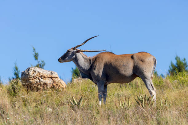 Side view of a Eland stock photo
