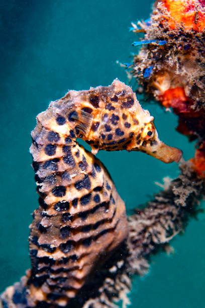 Side View of a Pot Belly Seahorse stock photo