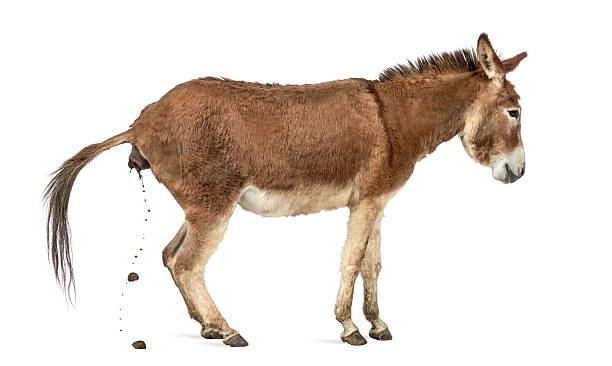 side-view-of-a-provence-donkey-defecating-isolated-on-white-picture-id613532272