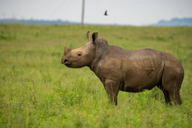 Side view of a rhino calf. stock photo
