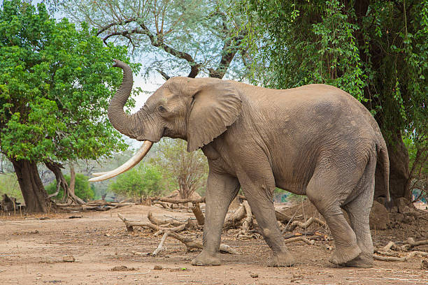 Side view of an African Elephant bull Side view of an African Elephant bull (Loxodonta africana) with trunk up elephant trunk stock pictures, royalty-free photos & images