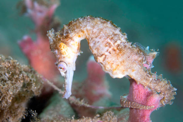 Side View of an Endangered Whites Seahorse stock photo