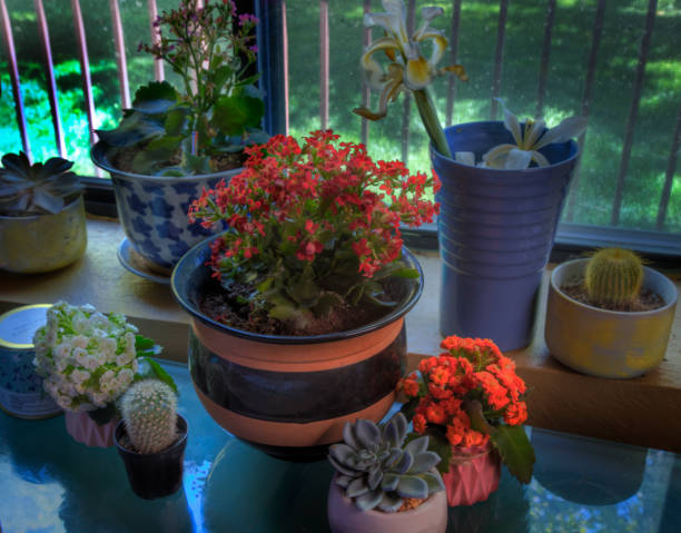 Side view of assorted houseplants and flowers on glass table top stock photo