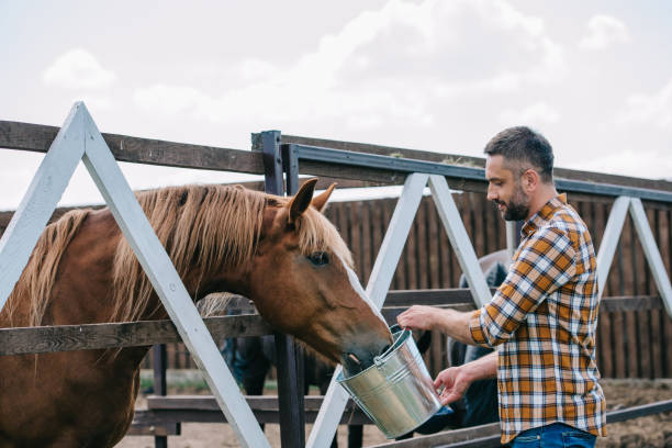 sidovy av jordbrukare hålla hink och utfodring häst i stall - working stable horses bildbanksfoton och bilder