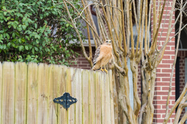 Side View of Hawk Perched on Wood Fence stock photo