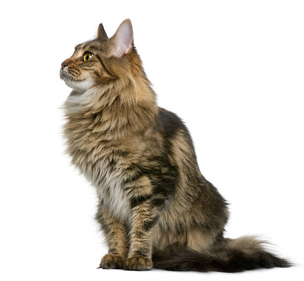 Maine Coon Cat Stock Photos, Pictures & Royalty-Free Images - iStock