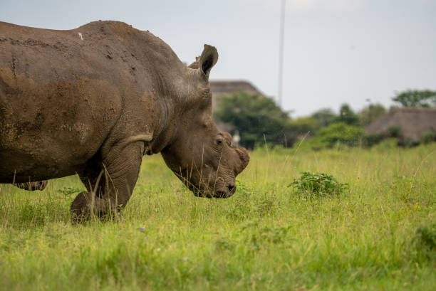 Side view of shoulders and head of a white rhino. stock photo