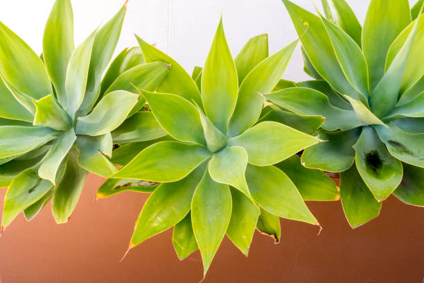 Side View of Succulent Plant Growing in San Diego California This is a top down view of a succulent plant growing in San Diego, California.  This shot was taken near the walkways along the San Diego Harbor. has san hawkins stock pictures, royalty-free photos & images