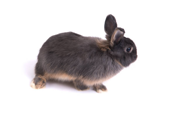 sidovy av två ton färg netherland dvärg kanin på vit bakgrund. - netherland dwarf rabbit bildbanksfoton och bilder