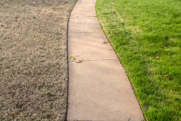 Sidewalk with green fescue on one side and brownish bermuda grass on the other side in the springtime stock photo