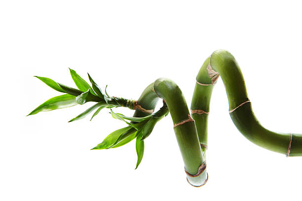 Sideways bamboo Bamboo grows sideways in a curved knot. bamboo plant stock pictures, royalty-free photos & images
