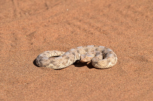 Snake in the Namib desert