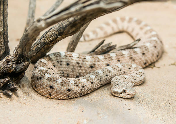 Sidewinder Rattlesnake Under dead branches stock photo