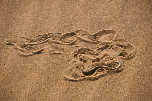 Swirling decoration caused by a sidewinder snake (Peringuey's Adder), Swakopmund, Namibia