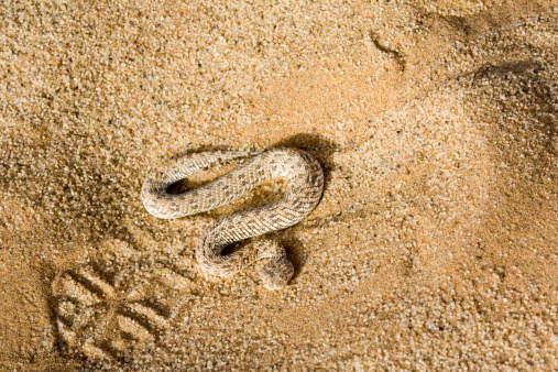 A Namibian Sidewinder snake (Bitis Perinqueyi) moves across the sand. The boot print shows how small this African snake is.