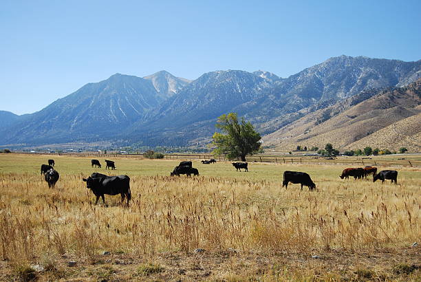 Sierra Nevada Mountains stock photo