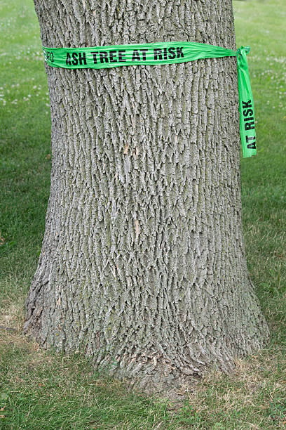 Sign on a tree warning of emerald ash borer damage Sign wrapped around an ash tree warning of potential emerald ash borer damage emerald ash borer stock pictures, royalty-free photos & images