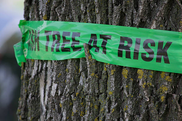 Sign on a tree warning of emerald ash borer damage stock photo