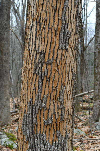 Signs of emerald ash borer infestation in woodpecker-damaged tree Medium shot of white ash tree in woods with bark stripped by woodpeckers feeding on larvae of invasive emerald ash borer from Asia ash borer stock pictures, royalty-free photos & images