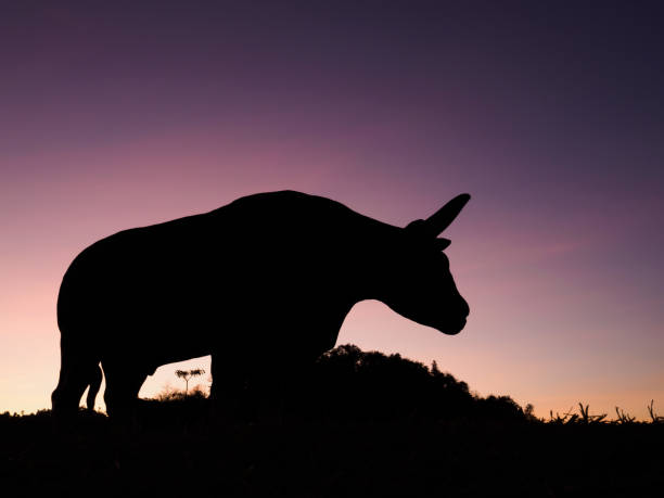 Silhouette, a male bull standing towering in a mountain meadow in a pink sky background. stock photo