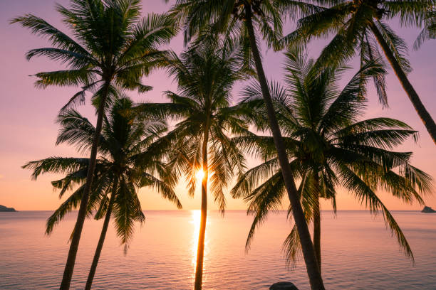 Silhouette coconut palm trees at sunset or sunrise sky over sea Amazing light nature colorful landscape Beautiful light nature sky and clouds stock photo