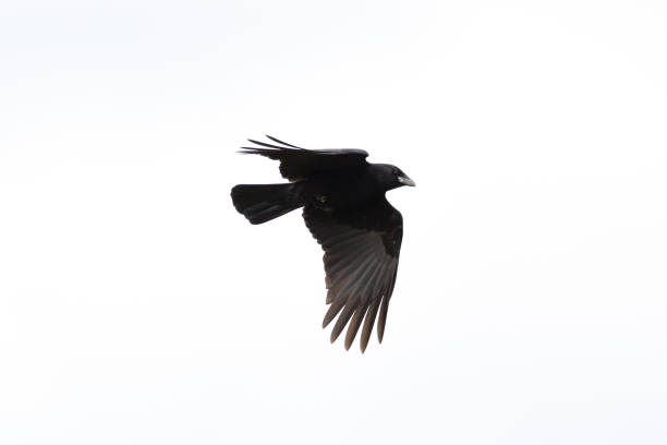 silhouette isolated black raven (corvus corone) in flight silhouette isolated natural black raven (corvus corone) in flight crow bird stock pictures, royalty-free photos & images