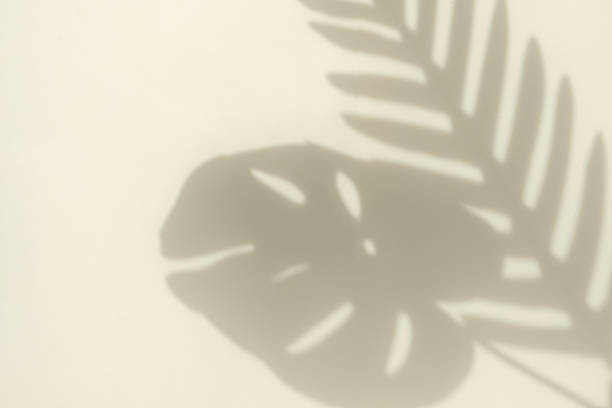 Silhouette of a blurred shadow of a curve of a palm tree branch and a monstera leaf from sunlight on a light yellow background and copy space. Minimal trending concept. stock photo