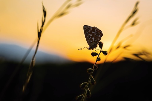 A butterfly sleeping on a plant. Orange and yellow sunset sky in the background. Summer evening in nature.