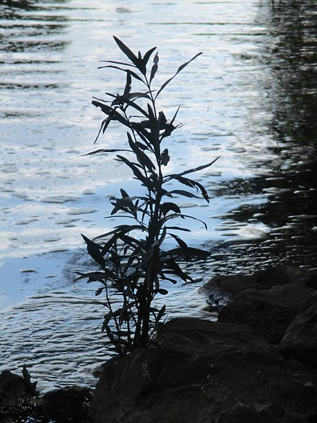 Silhouette of a Reed Growing in a River stock photo