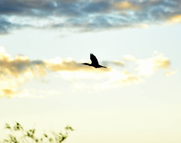 Silhouette of a snake bird flying The Everglades National Park stock photo