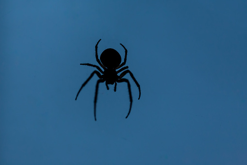 Silhouette of a spider on a blue background. He has eight legs. The upper part of the body differs from the lower.