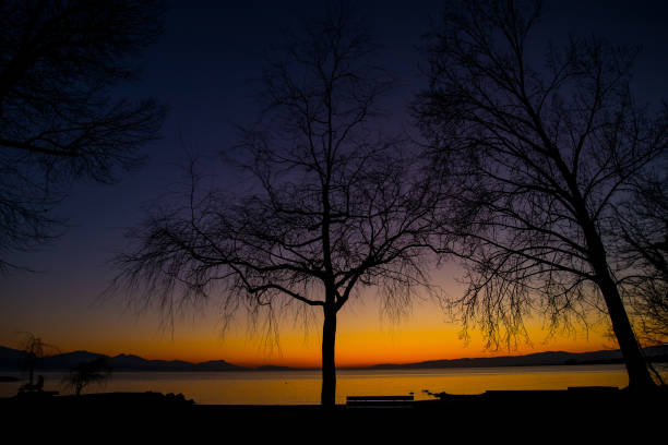 Silhouette of an empty tree in winter on the shores of Lac Leman in Switzerland on a beautiful colorful sunset. stock photo