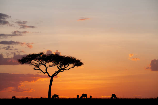 Silhouette of beautiful tree in Masai Mara wildlife century stock photo
