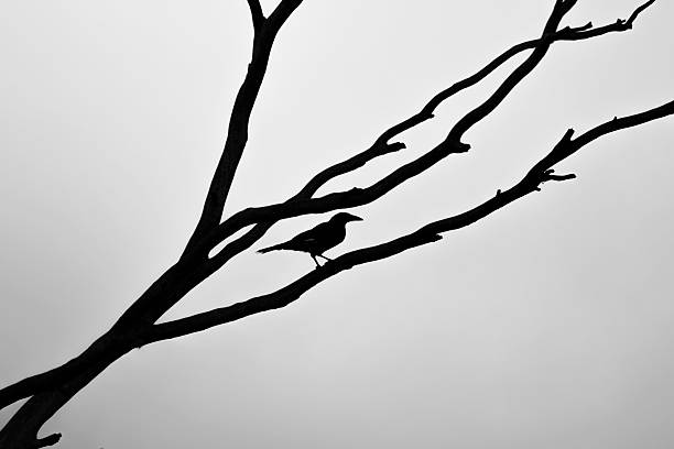 Silhouette of Bird on a Branch Silhouette of Bird sitting on a Branch in the fog erik trampe stock pictures, royalty-free photos & images