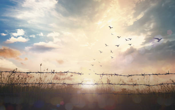Silhouette of birds flying and barbed wire at sunset background  good friday stock pictures, royalty-free photos & images