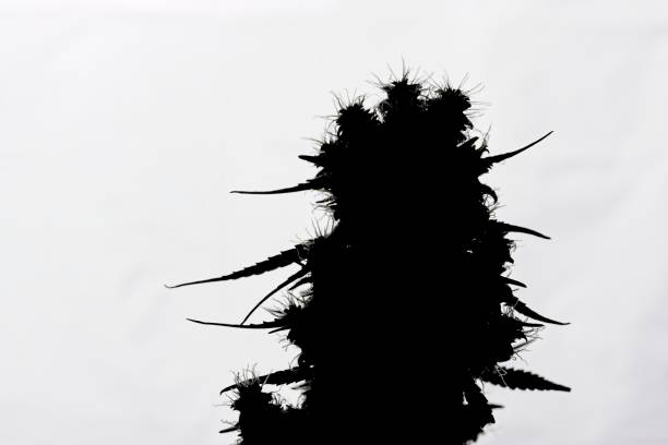 Silhouette of cannabis plant bud stock photo