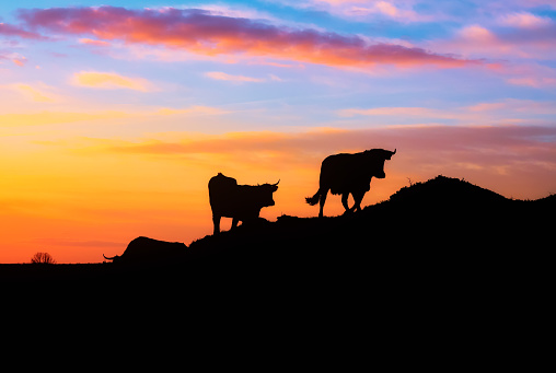 silhouette of cows climbing a mountain, during a red Spanish sunset in Castilla y Leon