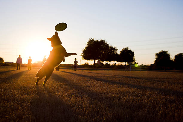 Silhouette of dog catching Frisbee at park stock photo