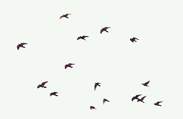 Photo of Silhouette of flying pigeons