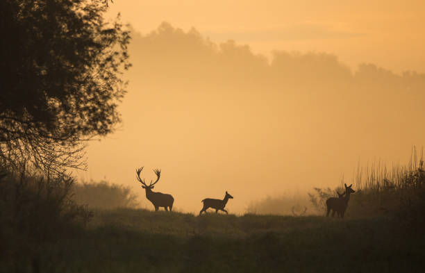 Silhouette of hinds and red deer in forest stock photo