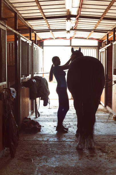 silhouette of horsewomen owner harnessing the stallion in stable - working stable horses bildbanksfoton och bilder