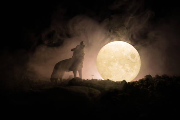 Silhouette of howling wolf against dark toned foggy background and full moon or Wolf in silhouette howling to the full moon. Halloween horror concept. stock photo